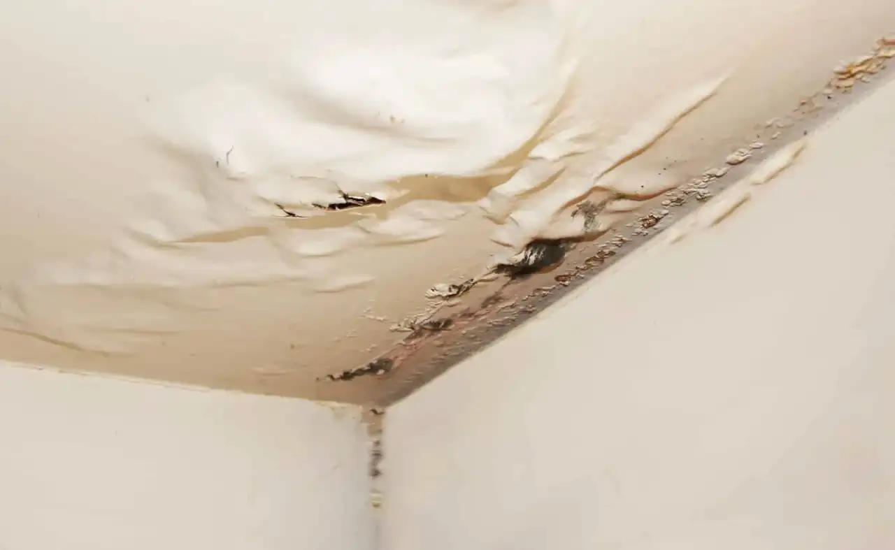 Water-damaged ceiling bubbling and staining above a wood window frame with mold at the corner